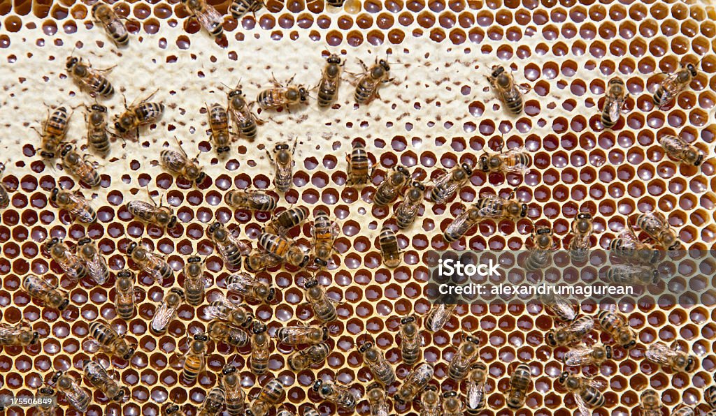 Pszczoły - Zbiór zdjęć royalty-free (Bliskie zbliżenie)