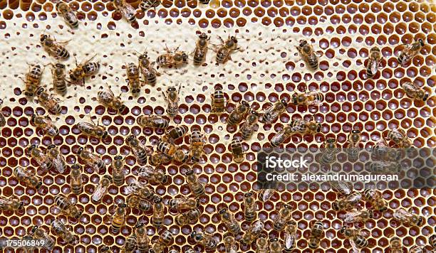 Pszczoły - zdjęcia stockowe i więcej obrazów Bliskie zbliżenie - Bliskie zbliżenie, Część ciała zwierzęcia, Fotografika