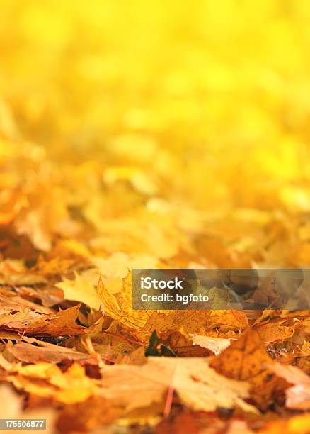 Foto de Folhas De Outono e mais fotos de stock de Amarelo - Amarelo, Amontoamento, Bosque - Floresta