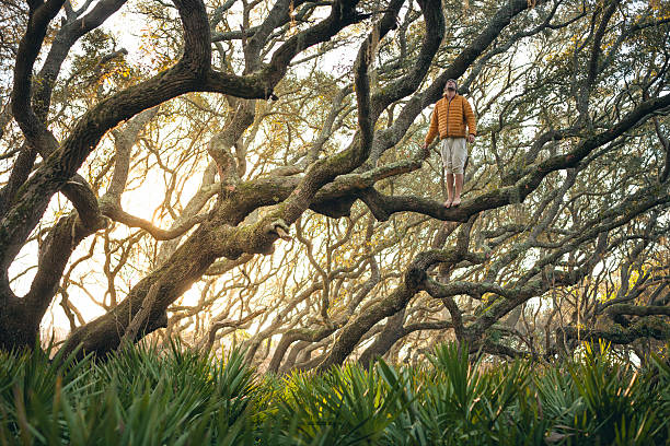 solitary man-se nos ramos da árvore ao pôr do sol - georgia sunlight healthy lifestyle cumberland island imagens e fotografias de stock