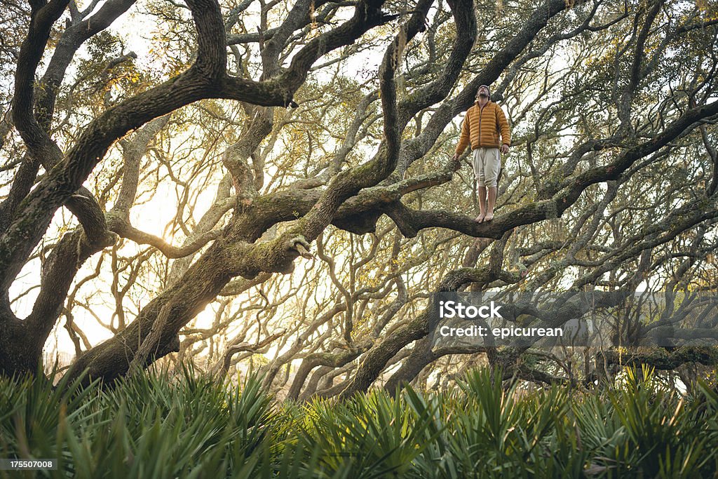 Solitary человек стоит на дерево ветвь на закате - Стоковые фото Остров Камберленд - Джорджия роялти-фри
