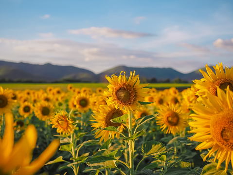 View of the sunflower filed with mountain background
