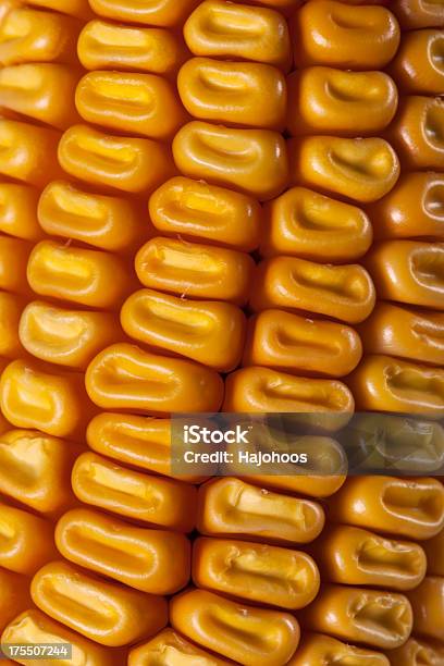 Raccolto Di Mais Primo Piano - Fotografie stock e altre immagini di Agricoltura - Agricoltura, Cereale, Cereali da colazione