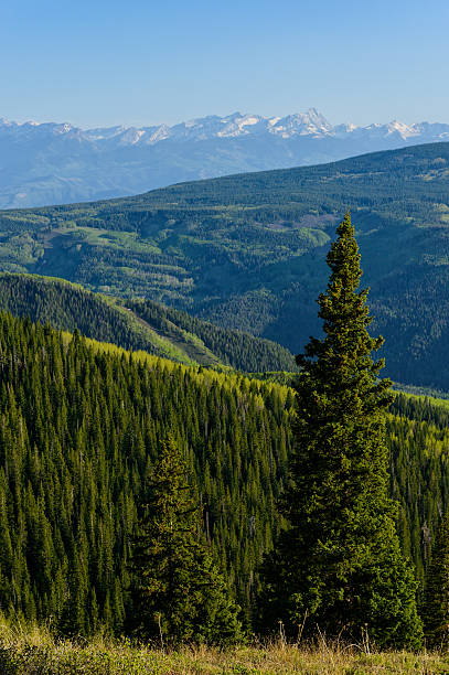 vista do capitol peak e alces gama colorado no verão - capitol - fotografias e filmes do acervo