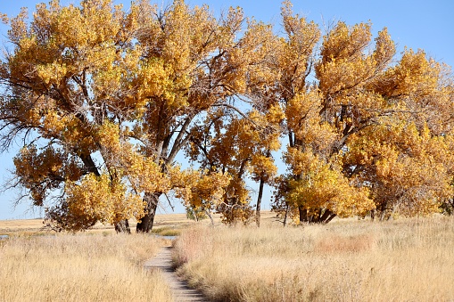 Flora in Rocky Mountain Arsenal National Wildlife Refuge during fall