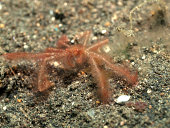 orang-utan-krabben-oncinopus.jpg?b=1&s=170x170&k=20&c=nWTKliG4QbMFSEZeIY1bJQhG_CCVEVKNX1t64n6TsEE=