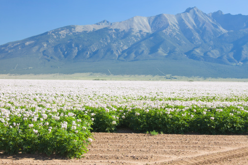 Agricultural Silos on the background of flowering buckwheat. Storage and drying of grains, wheat, corn, soy, sunflower against the blue sky with white clouds.