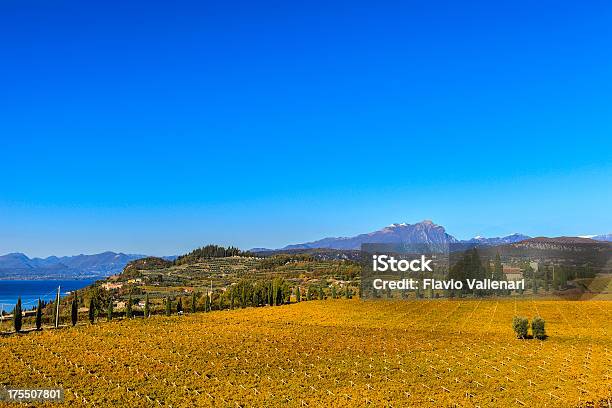 Photo libre de droit de Étendue De La Zone Jaune Et Des Vignobles À Lautomne En Italie banque d'images et plus d'images libres de droit de Agriculture