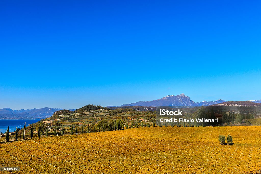 黄色の背景に、イタリアの秋のブドウ園 - イタリアのロイヤリティフリーストックフォト