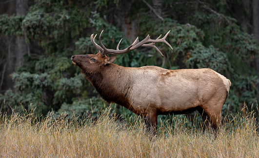 Bull elk sparring off in Jasper National Park