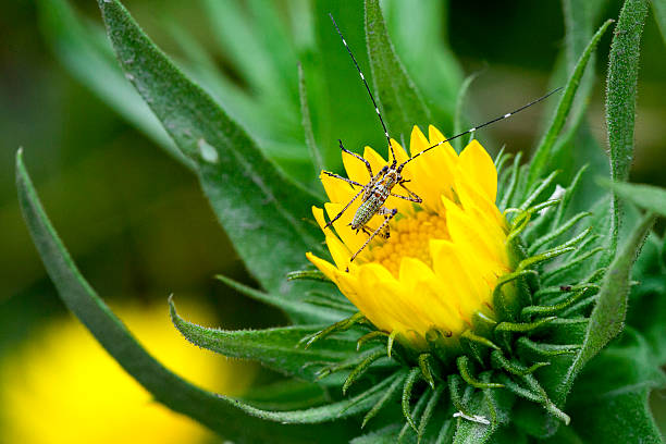 A Fork-tailed Bush Katydid nymph (Scudderia furcata) with beautiful colored patterns on a Willamette Valley Gumweed Flower (Grindelia integrifolia)