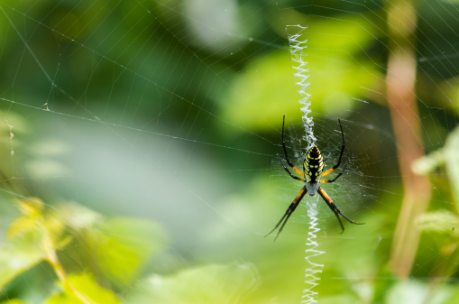 Closeup of a very large female Black and Yellow Argiope spider on her web.  Notice the interesting verticle web typical of this spider.