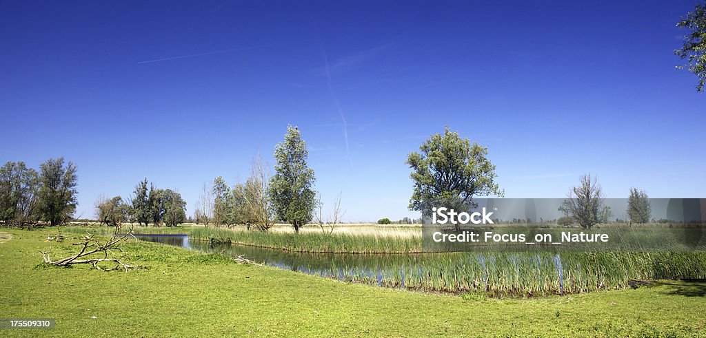 Oostvaarderplassen, the Netherlands Lake in the Oostvaarderplassen, the Netherlands. With a group of horses in the background. Almere Stock Photo