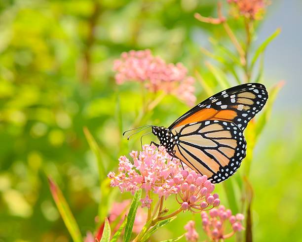 istock Monarch Butterfly Feeding On Joe Pye Weed Two 175509418