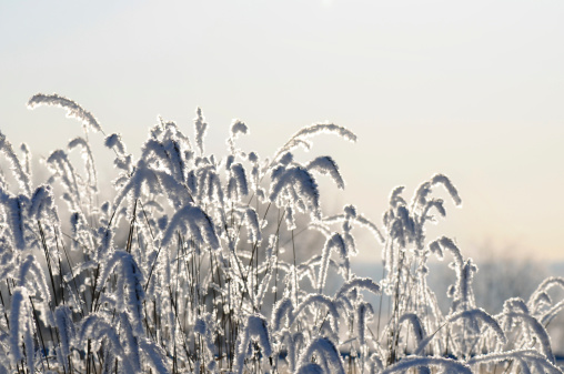 dry stalks of grass in the frost
