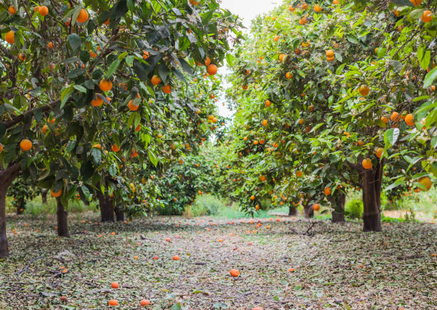 Orange grove full of ripe oranges on green trees stock photo