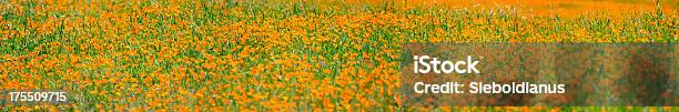 California Poppy Field Panoramic Image Stock Photo - Download Image Now - California Golden Poppy, Backgrounds, California