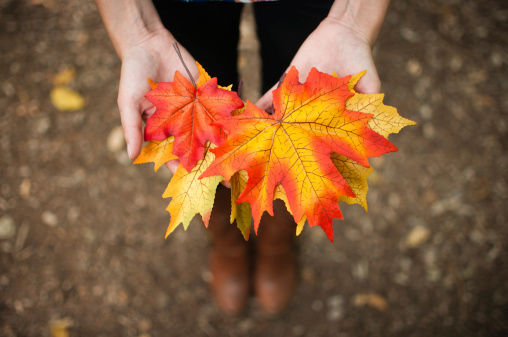 Fall Leaves. Shallow DOF.Related Images: