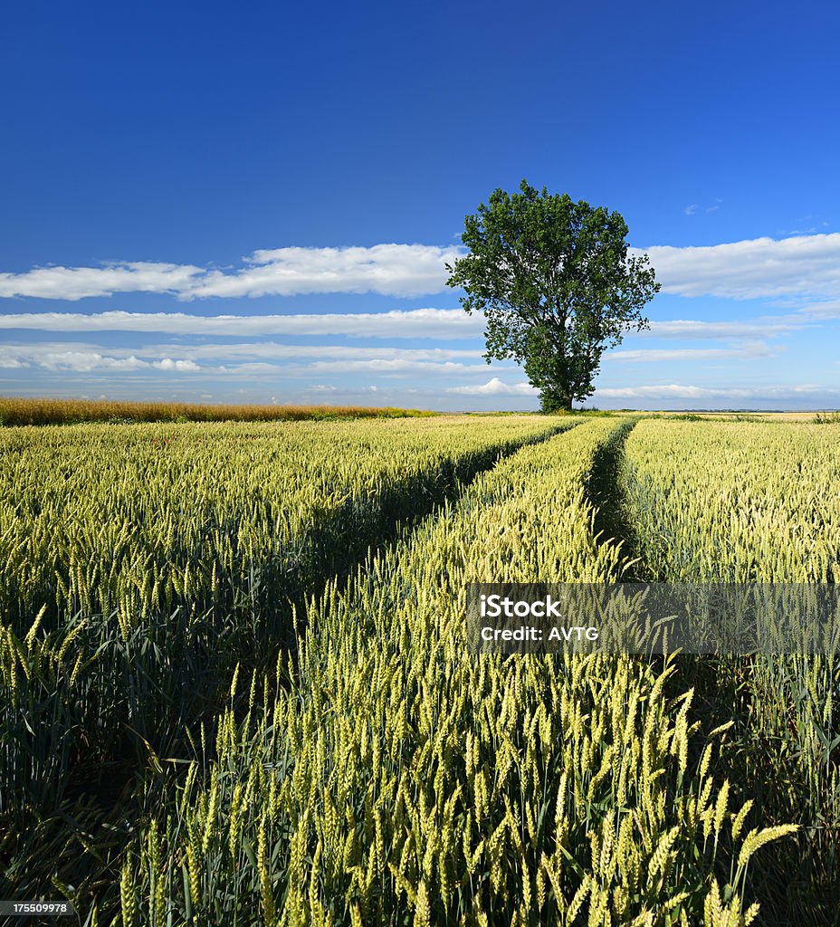 Trattore brani attraverso il campo di grano in estate paesaggio - Foto stock royalty-free di Blu