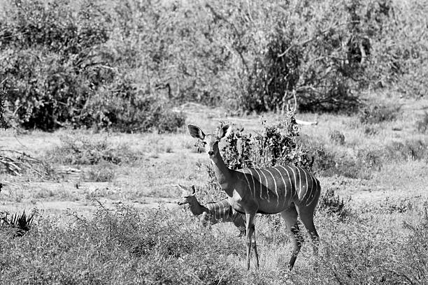 istock Female bushbuck with baby at wild 175510018