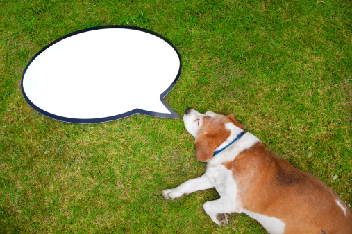Dog sleeps on garden with Speech Bubble.