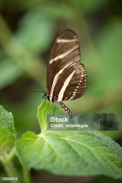 Farfalla Sulla Foglia Di Riposo - Fotografie stock e altre immagini di Aiuola - Aiuola, Ambientazione esterna, Colore verde