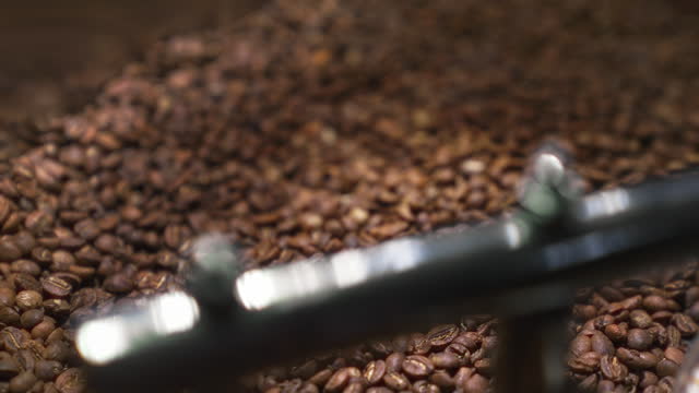 Roasted coffee beans are being stirred in a cooling tray.