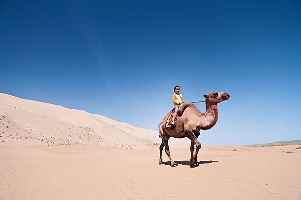 istock Mongolian girl riding on the camel 175510340