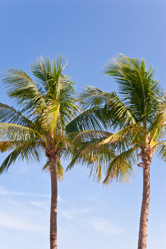 Two blooming Florida palm trees against blue sky.