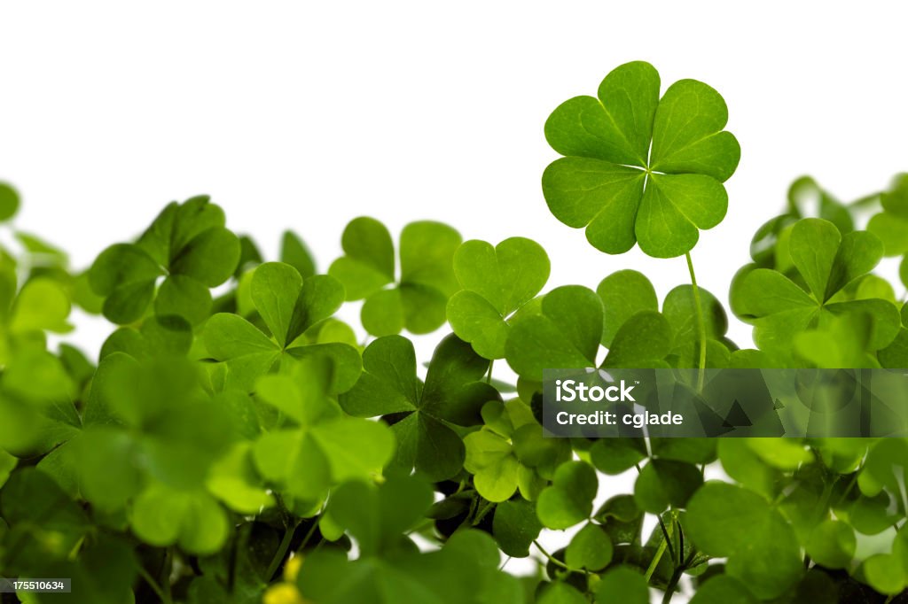 Trèfle à quatre feuilles isolé sur blanc - Photo de Trèfle à quatre feuilles libre de droits