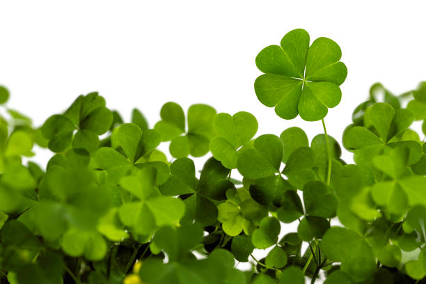 Four Leaf Clover Isolated on White Bright classic four leaf clover isolated on white clover leaf stock pictures, royalty-free photos & images