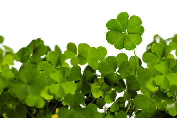 Four Leaf Clover Isolated on White Bright classic four leaf clover isolated on white st patricks day clover stock pictures, royalty-free photos & images