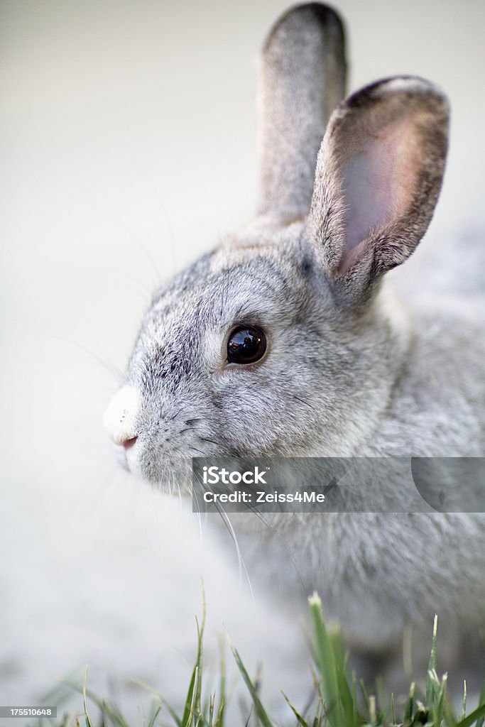 Simpatico coniglietto su alert grigio - Foto stock royalty-free di Allerta