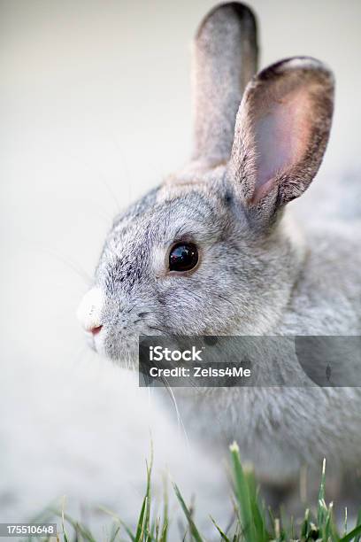 Simpatico Coniglietto Su Alert Grigio - Fotografie stock e altre immagini di Allerta - Allerta, Animale, Animale da compagnia