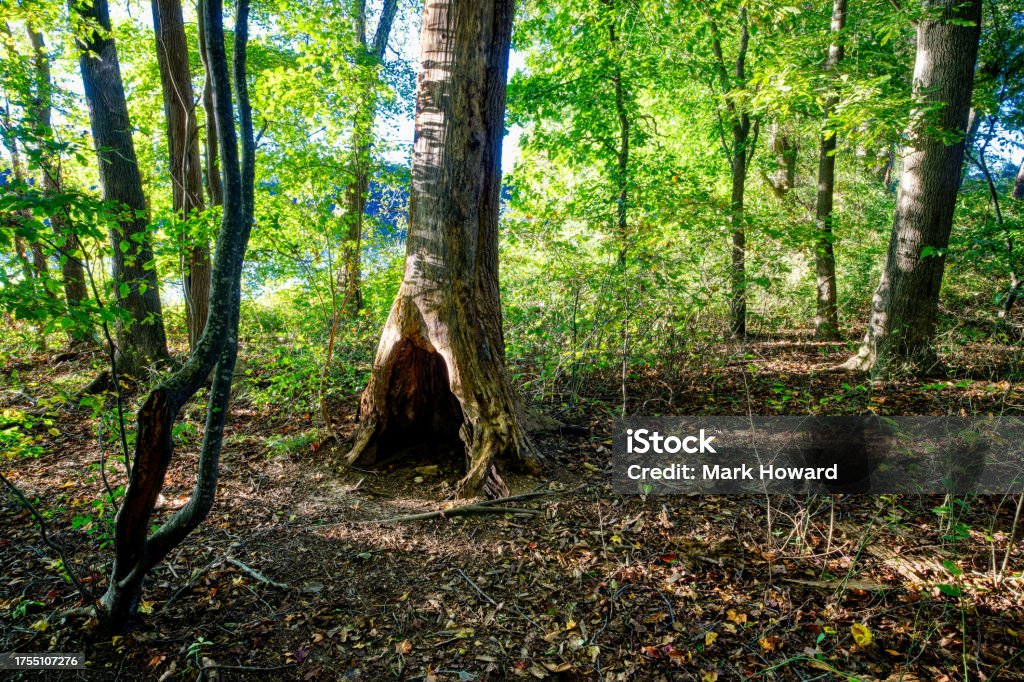 Autumn Trail Tree Hollow A woodland landscape in fall of a tree hollow along a nature trail at Lake Benson in North Carolina, USA. Forest Stock Photo