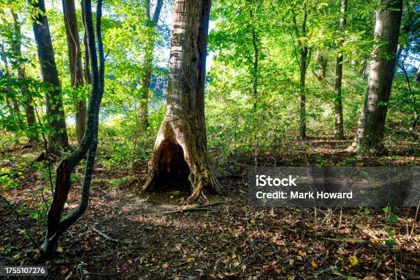 Autumn Trail Tree Hollow Stock Photo - Download Image Now - Forest, Tree Hollow, Autumn