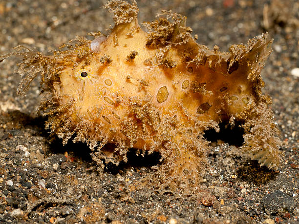 istock Striated hairy frogfish - Antennarius Striatus 175511076