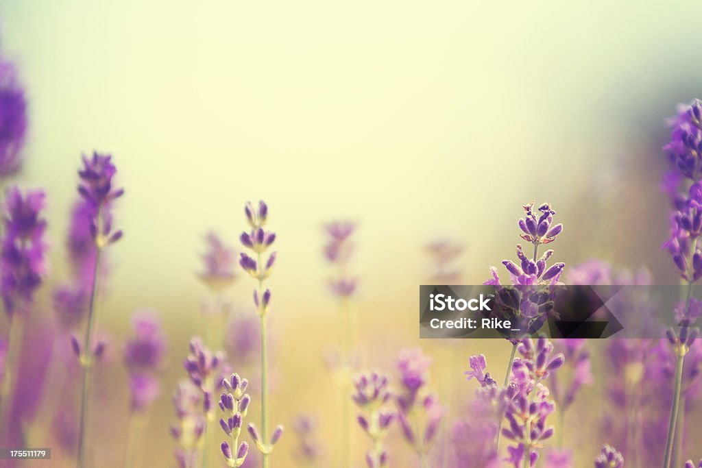 Field of lavender plants in summer Lavender in summer. Lavender - Plant Stock Photo