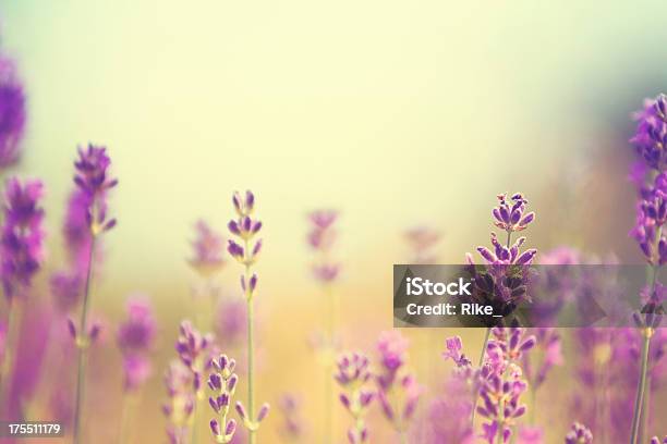 Field Of Lavender Plants In Summer Stock Photo - Download Image Now - Lavender - Plant, Agricultural Field, Flower