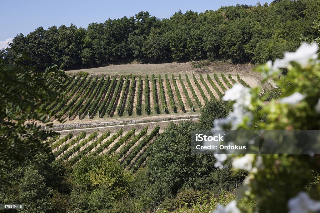 De Chianti, Italia. Mirando hacia abajo hacia vineyard. - Foto de stock de Aire libre libre de derechos