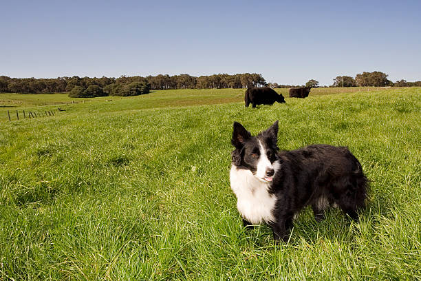 cão de exploração - cattle dog imagens e fotografias de stock