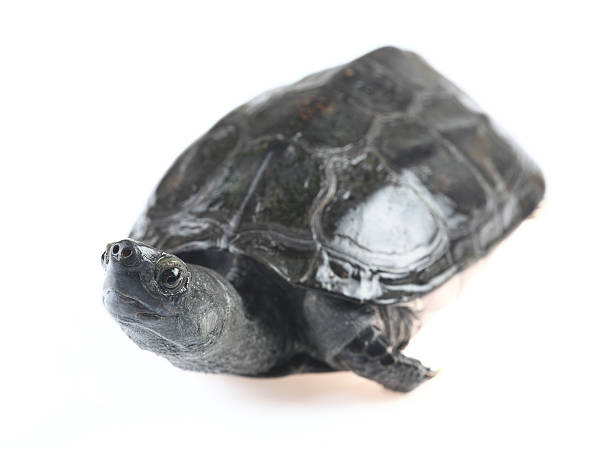 Chinese Pond turtle "My pet ,Chinese Pond turtle" mauremys reevesii stock pictures, royalty-free photos & images