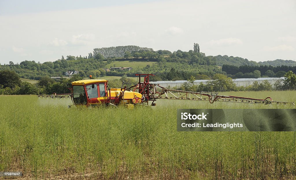 Spraying a Field of Asparagus "A tractor fitted with a crop spray treating a field of asparagus in the Vale of Evesham, Worcestershire. The crop has been allowed to go to seed." Asparagus Stock Photo