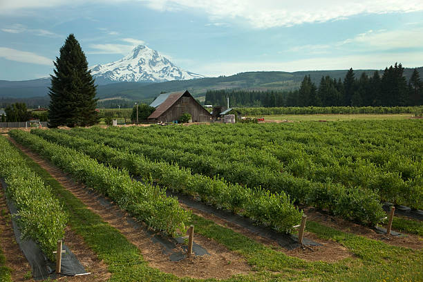 Orchard near Oregon's Mount Hood in Parkdale Oregon "The dormant volcano of Mount Hood stands behind an orchard and barn in the town of Parkdale, Oregon." oregon barn farm mt hood stock pictures, royalty-free photos & images