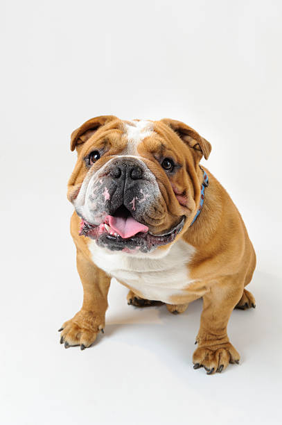 istock Bulldog Sitting, White Background Studio Shot 175511733