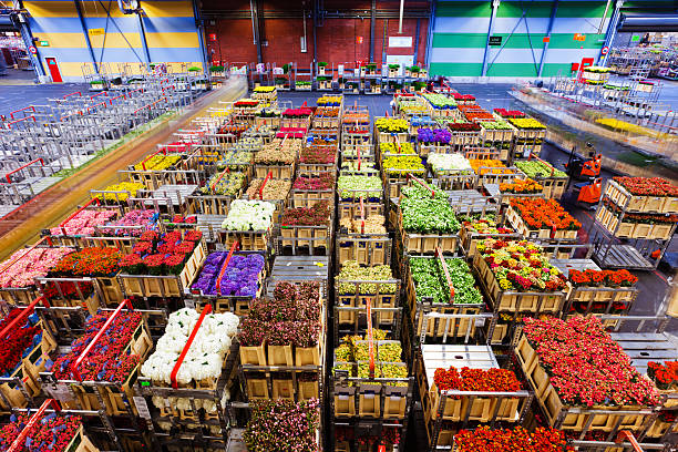flower market of Aalsmeer "flower market of AalsmeerAt FloraHolland Aalsmeer (flower auction) around 20 million flowers are auctioned every day, from Monday to Friday morning.A stoneaas throw away from Schiphol Airport you'll find the export auction with a very broad and deep rangeof flowers and plants. They are auctioned at thirteen clocks in five auction rooms. The center is known for its sophisticated facilities for processing and assembly, for example of small bouquets. The Aalsmeer location is the biggest trade center in the world. The auction complex houses businesses in trade, export and the processing of decorative plants. The logistical services are completely geared to processing large quantities of products quickly and effi ciently. For smaller buyers, the Aalsmeer location has the Cash & Carry Cultra." flower market stock pictures, royalty-free photos & images