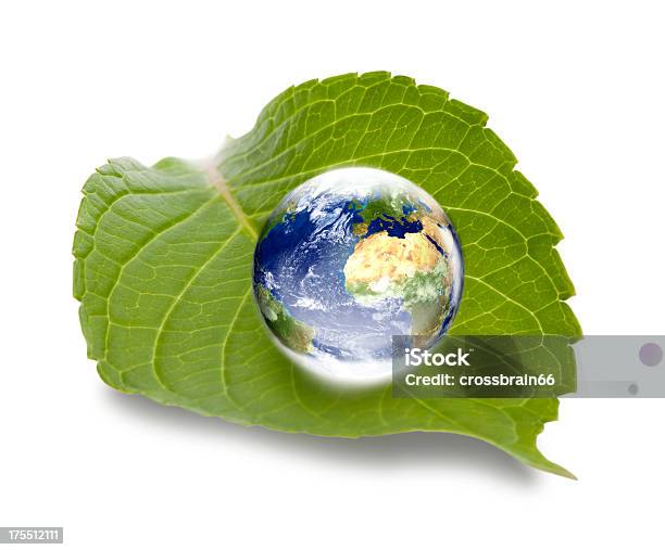 환경경영 컨셉입니다 월드 글로브 유럽 중심 녹색 잎 대자연에 대한 스톡 사진 및 기타 이미지 - 대자연, 지구본, 풀-벼과