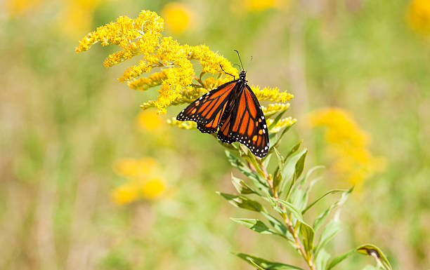 istock Monarch Feeding on Goldenrod 175512261