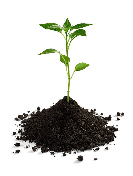 nowe życie - seed growth plant dirt zdjęcia i obrazy z banku zdjęć