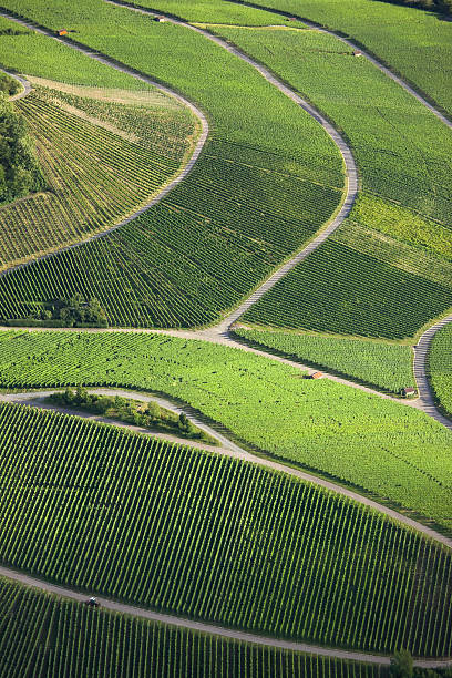 istock Aerial view of green vineyards with pathways 175512324
